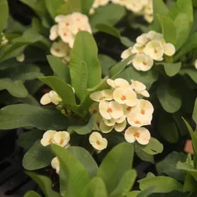 Shop Now | Stunning Euphorbia Milli Thai Hybrid Don Plant for Sale
